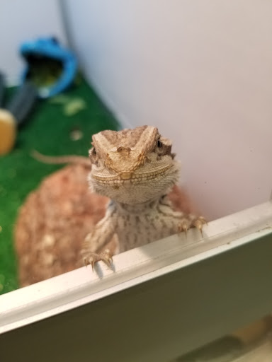 Pet Store «Pet Malls», reviews and photos, 11691 Boyette Rd, Riverview, FL 33569, USA