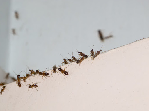 Pest control bedbugs Birmingham