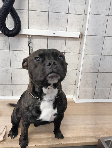 Pensioni per cani e dog hotel a Beauty Dog Fashion