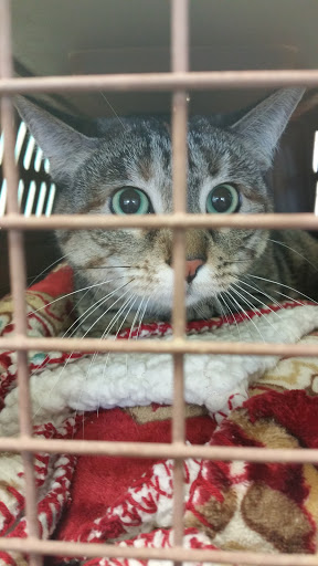 Pet Supply Store «PetSmart», reviews and photos, 976 IL-59, Aurora, IL 60504, USA