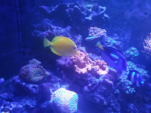 Tropical Fish Store «Ocean Avenue», reviews and photos, 6401 S Cooper St, Arlington, TX 76001, USA