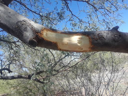 Public Golf Course «El Rio Golf Course», reviews and photos, 1400 W Speedway Blvd, Tucson, AZ 85745, USA