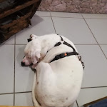 Photo n°1 de l'avis de Emiliano.r fait le 01/11/2022 à 07:21 sur le  Calzoneria Planet Garden à Ferentino