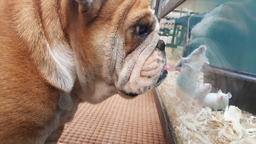 Pet Store «Pet Depot», reviews and photos, 22069 US-72 i, Athens, AL 35613, USA