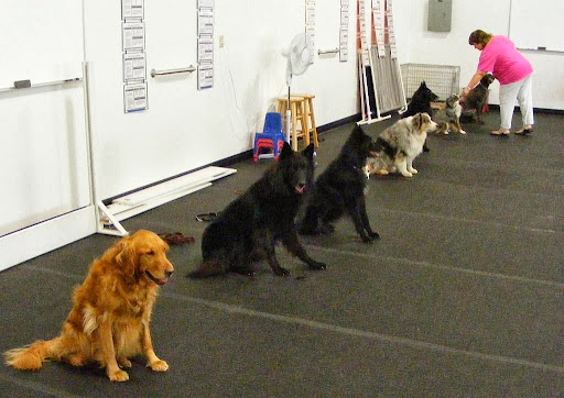 My Dogs Gym & Training Centre