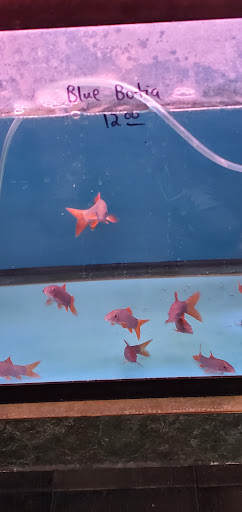 Aquarium «Tamco Aquarium», reviews and photos, 6310 Bay Pkwy, Brooklyn, NY 11204, USA