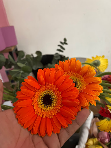 Stephanie Manualidades – Jalpa de Méndez