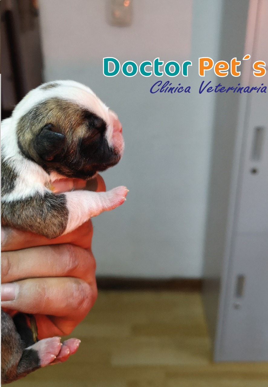 Doctor. Pets Clinica Veterinaria