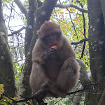 Photo n° 1 de l'avis de Michael.e fait le 05/11/2023 à 17:33 pour La Montagne des Singes à Kintzheim