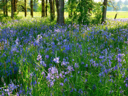 Pet Store «Naturally Healthy Pet», reviews and photos, 335 NE 5th Ave, Camas, WA 98607, USA