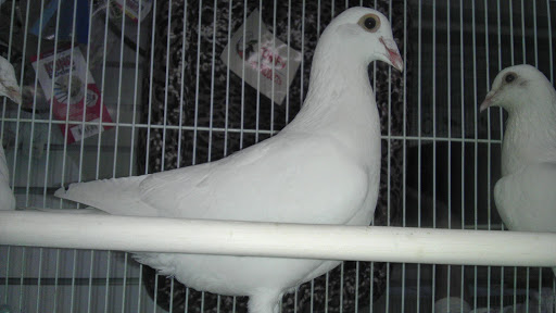 Pet Store «Premium Pet Store», reviews and photos, 1600 E Holt Ave, Pomona, CA 91767, USA