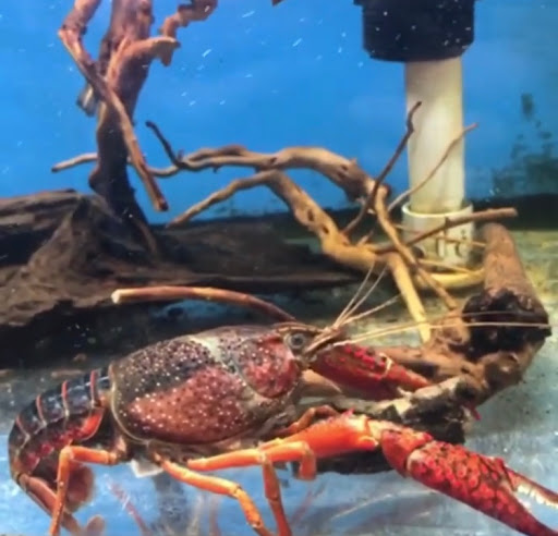 Aquarium «Pacific Aquarium & Plant Inc», reviews and photos, 46 Delancey St #1, New York, NY 10002, USA