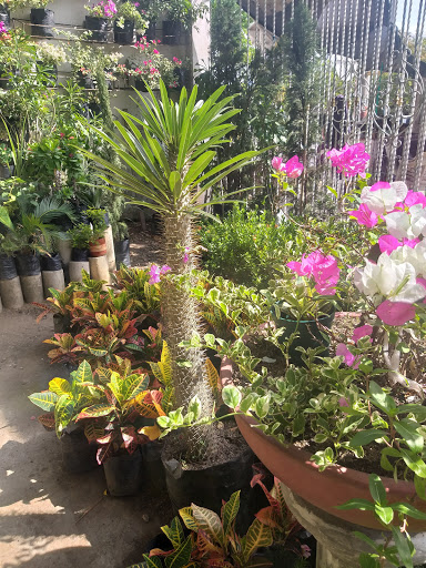 Tiendas plantas Cartagena