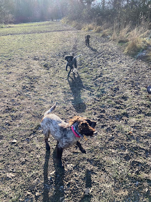 Doggytown daycare, Hinckley, Leicester Road