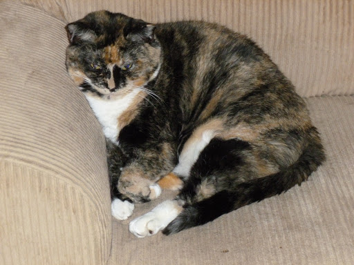 Thrift Store «Thrift Store Benefitting the Cat Adoption Team», reviews and photos