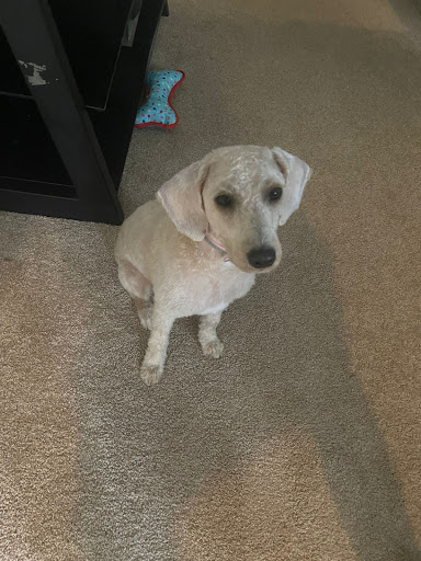 Pet Supply Store «PetSmart», reviews and photos, 1521 Golden Gate Plaza, Mayfield Heights, OH 44124, USA