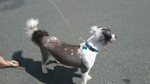 Pet Supply Store «Petco Animal Supplies», reviews and photos, 891 NE D St, Grants Pass, OR 97526, USA