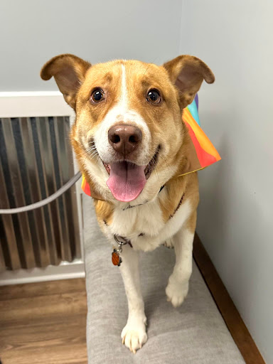 Rocket City Veterinary Hospital image