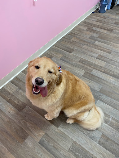 iGroomer Pet Salon & Spa