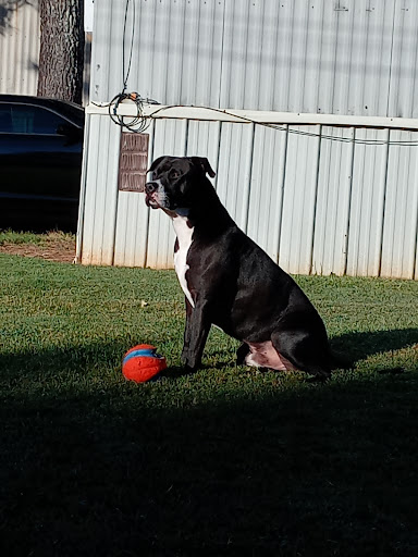 Pet Store «Tri-Creek Kennels», reviews and photos, 5641 US-129, Pendergrass, GA 30567, USA