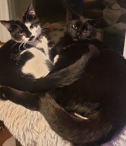 Juneau Animal Rescue 7705 Glacier Hwy, Juneau, AK 99801, Estados Unidos