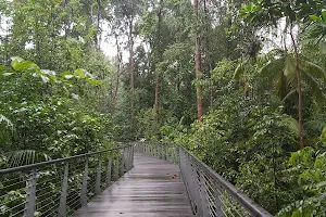 Singapore Botanic Gardens Learning Forest image