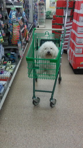 Dollar Store «Dollar Tree», reviews and photos, 4181 Redondo Beach Blvd, Lawndale, CA 90260, USA