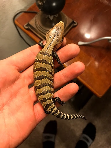Reptile Store «Reptile Pets Direct», reviews and photos, 8088 Pat Booker Rd, Live Oak, TX 78233, USA
