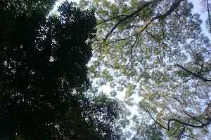Hutan Kota Srengseng image