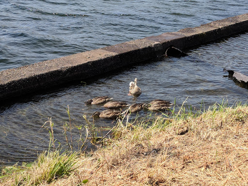 Park «Gas Works Park», reviews and photos, 2101 N Northlake Way, Seattle, WA 98103, USA