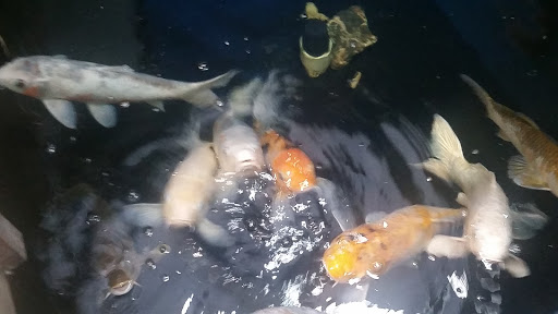 Pet Supply Store «Seascape Aquarium & Pet Center», reviews and photos, 2162 Gulf Gate Dr, Sarasota, FL 34231, USA