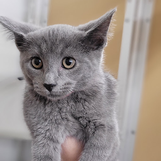 Pet Store «PV Pets», reviews and photos, 233 S Broadway, Pennsville, NJ 08070, USA