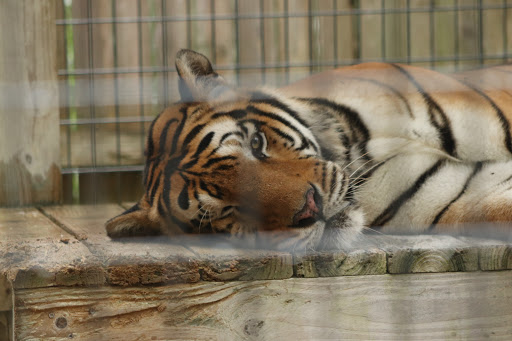 Animal Rescue Service «McCarthys Wildlife Sanctuary», reviews and photos, 12943 61st St N, West Palm Beach, FL 33412, USA