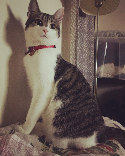 Pet Supply Store «Petco Animal Supplies», reviews and photos, 1320 Lincoln Way E #20, Chambersburg, PA 17202, USA