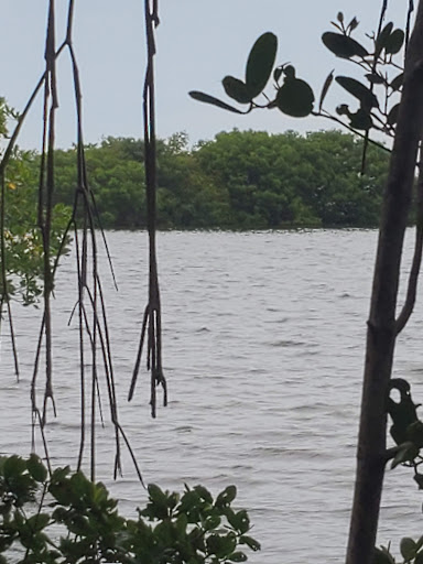 Nature Preserve «Emerson Point Preserve», reviews and photos, 5801 17th St W, Palmetto, FL 34221, USA