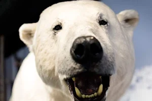 The Royal and Ancient Polar Bear Society image