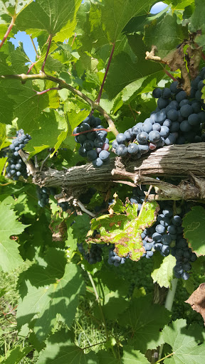 Winery «Prairie Moon Winery», reviews and photos, 3801 W 190th St, Ames, IA 50014, USA