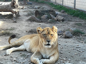 Gyöngyösi Állatkert Vendéglátó és Szabadidőpark Kft.