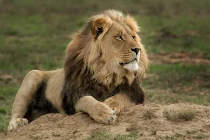 Puruma Pride Lion Farm image