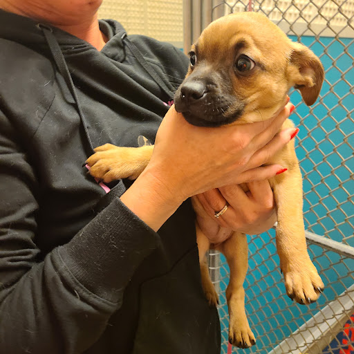 Des Moines County Humane Society