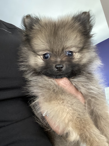 Pet Supply Store «Woof Woof Puppies & Boutique», reviews and photos, 29555 Northwestern Hwy, Southfield, MI 48034, USA