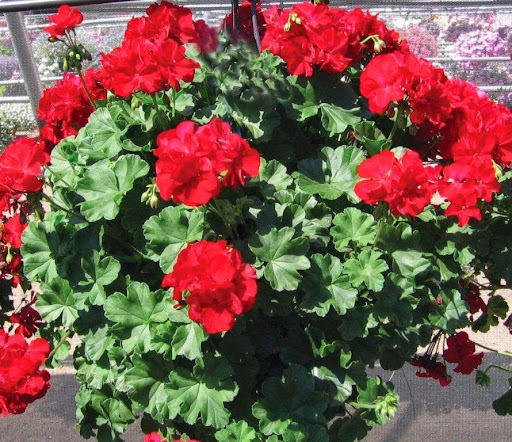 Garden Center «Nanticoke Gardens», reviews and photos, 1543 Union Center Maine Hwy, Endicott, NY 13760, USA