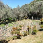 Photo n°39 de l'avis de Andrea.i fait le 03/07/2020 à 21:31 sur le  L'Agnata di De André à Tempio Pausania