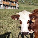 Photo n° 19 de l'avis de Fabienne.l fait le 19/08/2021 à 11:59 pour La Plagne Bellecôte à La Plagne-Tarentaise