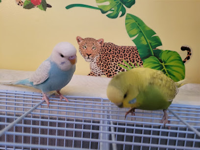 Budgies by Brittany