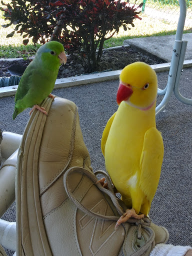 Pet Store «Pet Kingdom», reviews and photos, 4650 S Cleveland Ave, Fort Myers, FL 33907, USA