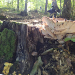 Photo n°27 de l'avis de WILL. fait le 26/10/2020 à 14:57 sur le  Agriturismo Piano Martorino - campeggio/ristorante/camere nel cuore del Parco Nazionale del Pollino à San Costantino Albanese