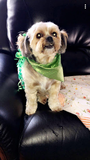 Derry Village Animal Clinic image