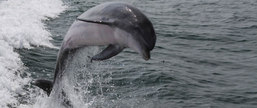  «Stormin Speedboat & Dolphin Watch», reviews and photos, 244 Bay Ave, Ocean City, NJ 08226, USA