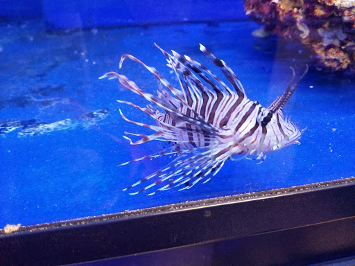 Tropical Fish Store «Aquatic Wildlife Co», reviews and photos, 70 Buckland Rd, South Windsor, CT 06074, USA